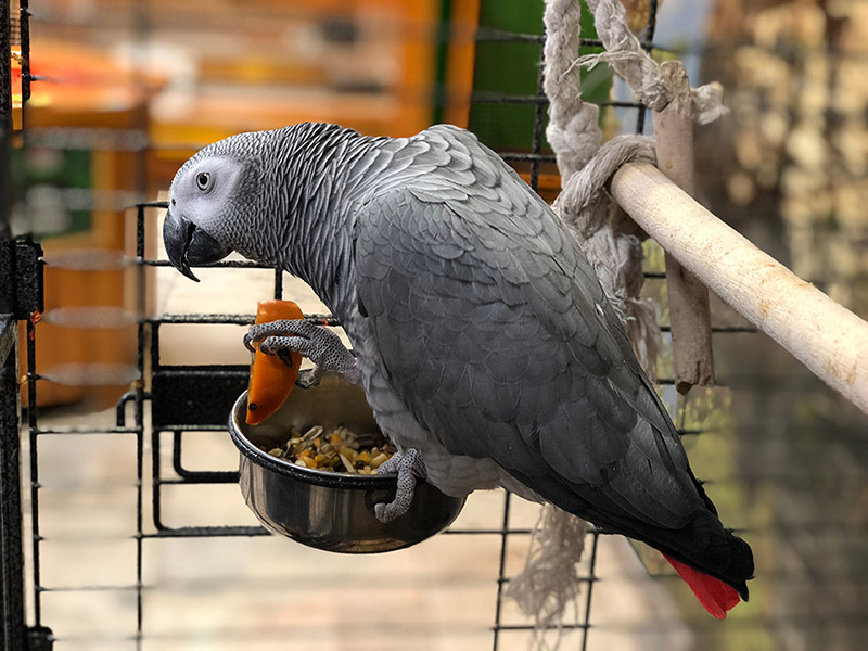 Cosa c’è nel cibo pronto per uccelli?