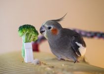 Come scegliere il cibo giusto per gli uccelli