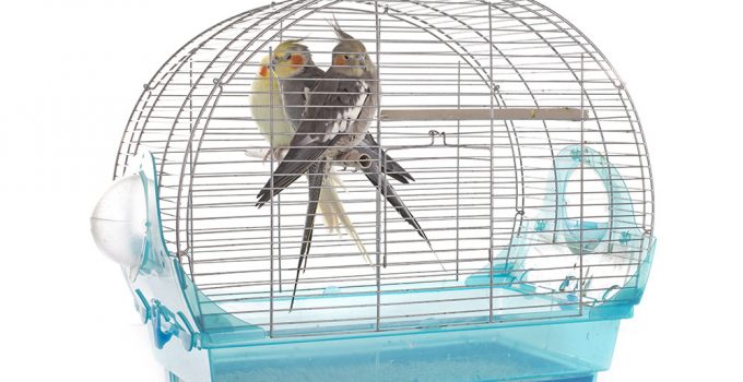 Come scegliere la gabbia giusta per il pappagallo